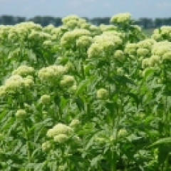 Eupatorium