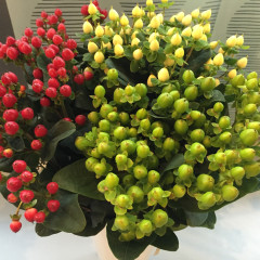 Hypericum