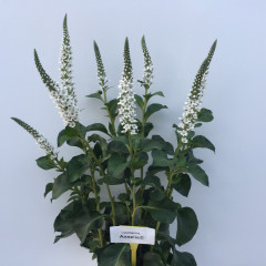 Lysimachia