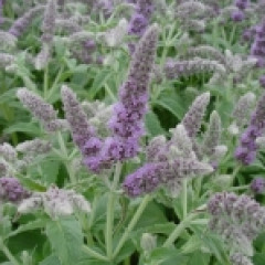 Mentha