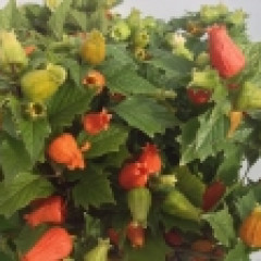 Physalis