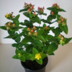 Pothypericum