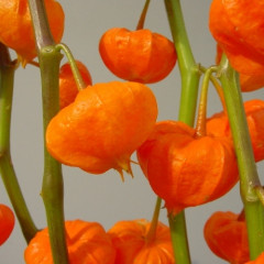Physalis a. Benjamin (Vertita)®