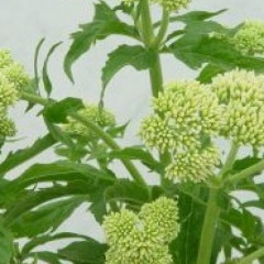 Cannabinum Plenum