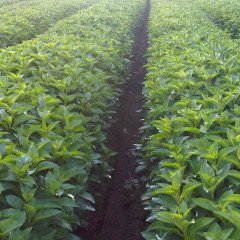 Lysimachia b. Elisabeth ®