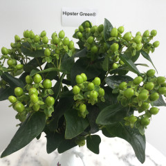 Hipster Green (Verhipgreen) ®