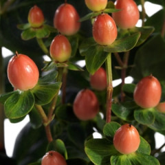 Peach Classic (Verpeacla) ®