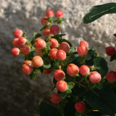 Rose Classic (Verroscla) ®