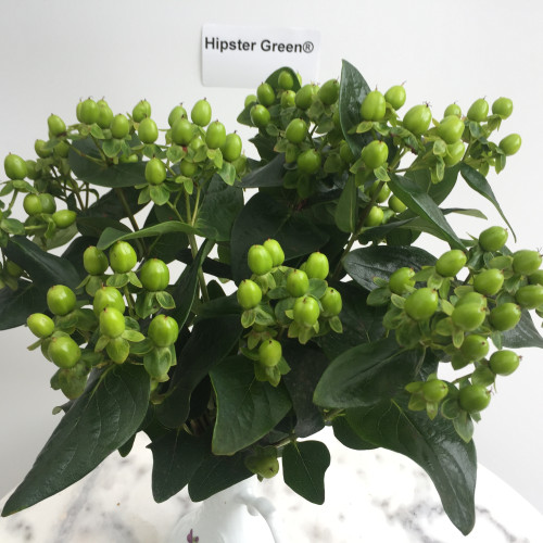 Hipster Green (Verhipgreen) ®