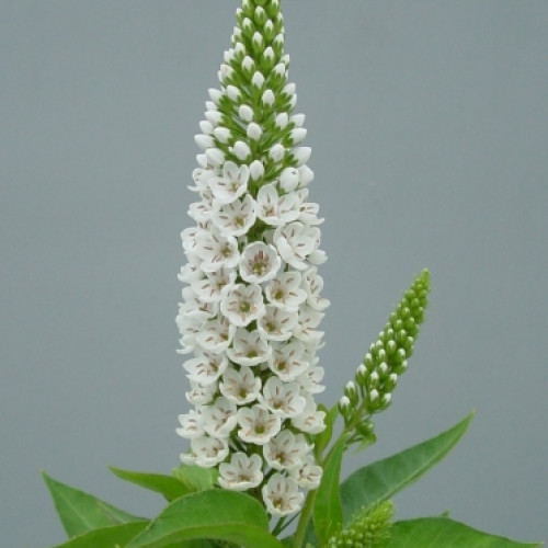 Lysimachia Marilyn (Verwhita)®