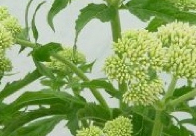 Cannabinum Plenum
