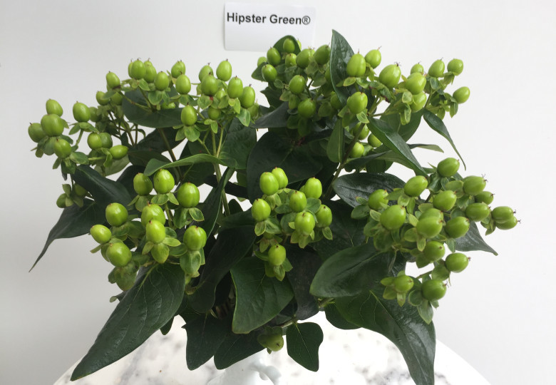 Hipster Green (Verhipgreen) ®