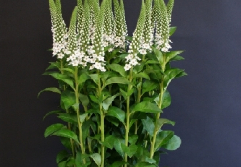 Lysimachia B. Martha
