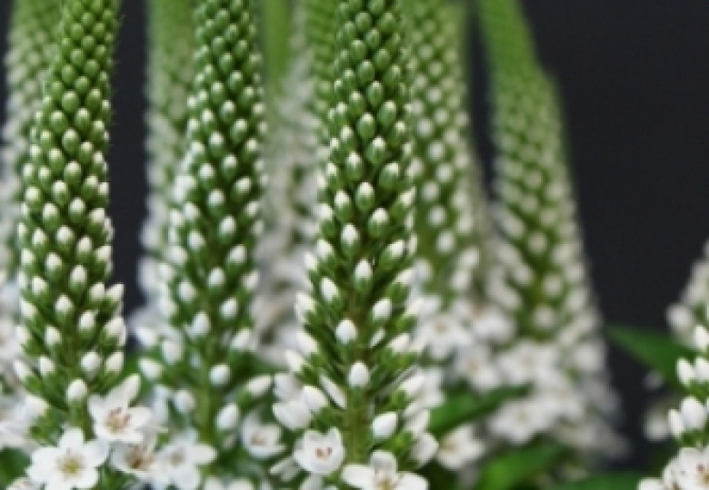 Lysimachia B. Martha