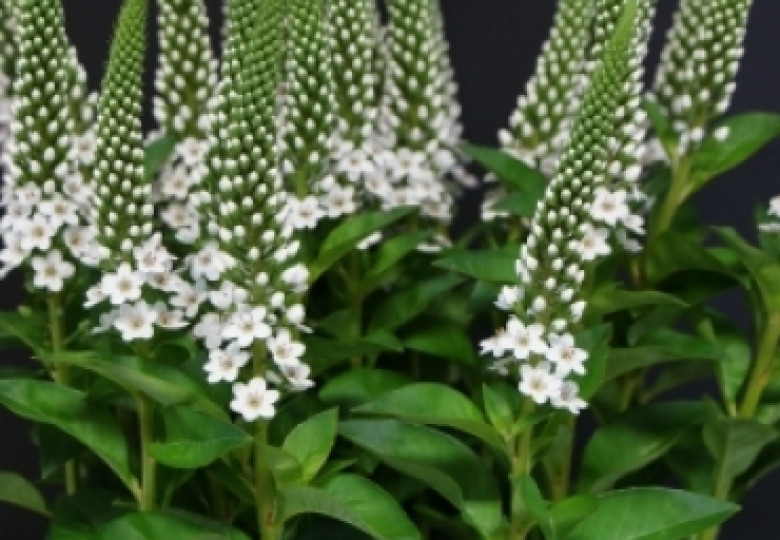 Lysimachia B. Martha