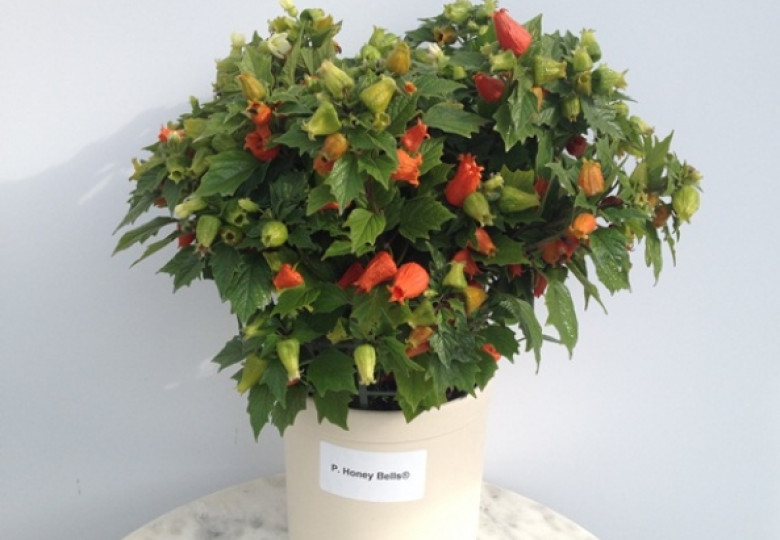 Physalis A. Honey Bells