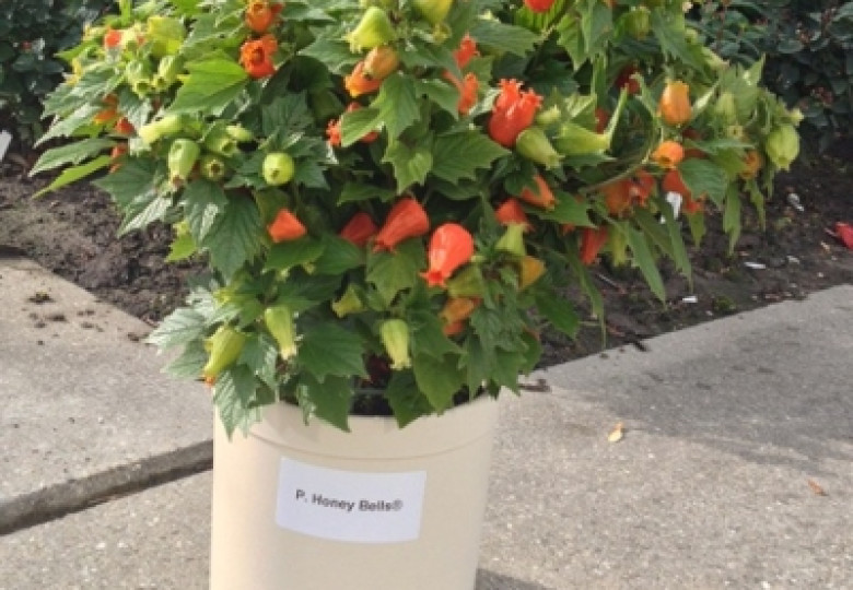 Physalis A. Honey Bells