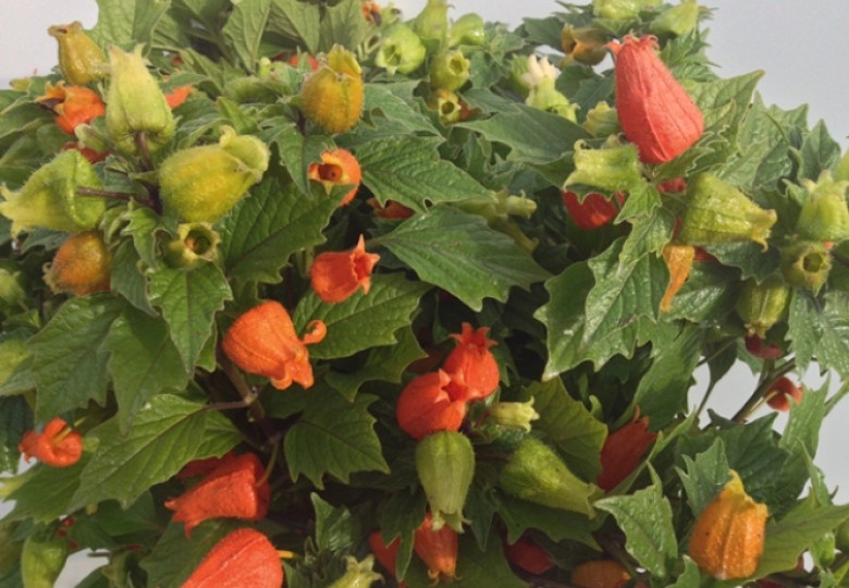 Physalis A. Honey Bells