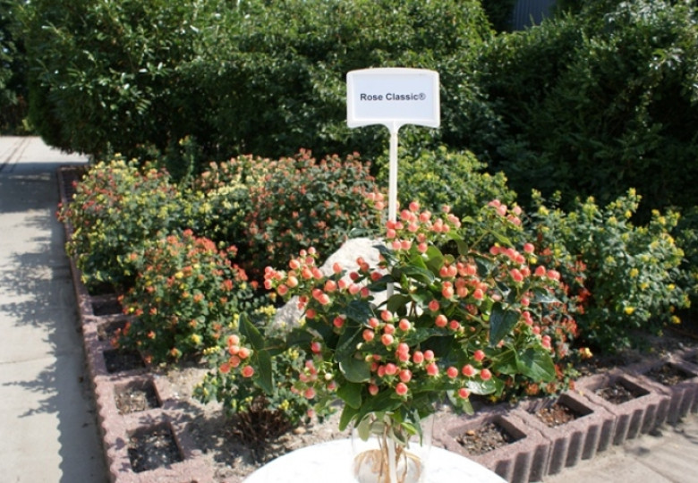 Rose Classic (Verriscla)