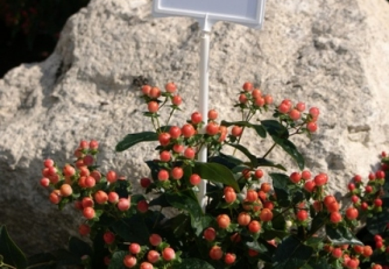 Rose Classic (Verriscla)