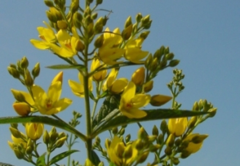 Vulgaris