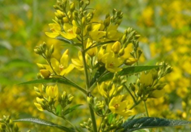 Vulgaris